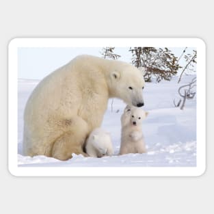 Mother polar bear & her two cubs Sticker